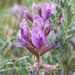 Astragalus inflexus - Photo 由 Maddy Lucas 所上傳的 (c) Maddy Lucas，保留部份權利CC BY-NC
