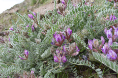 Astragalus inflexus