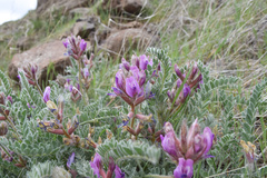 Astragalus inflexus