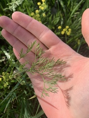 Lomatium bradshawii