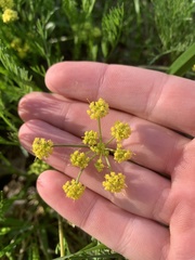Lomatium bradshawii