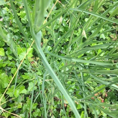 Tragopogon porrifolius