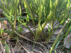 Lomatium bradshawii
