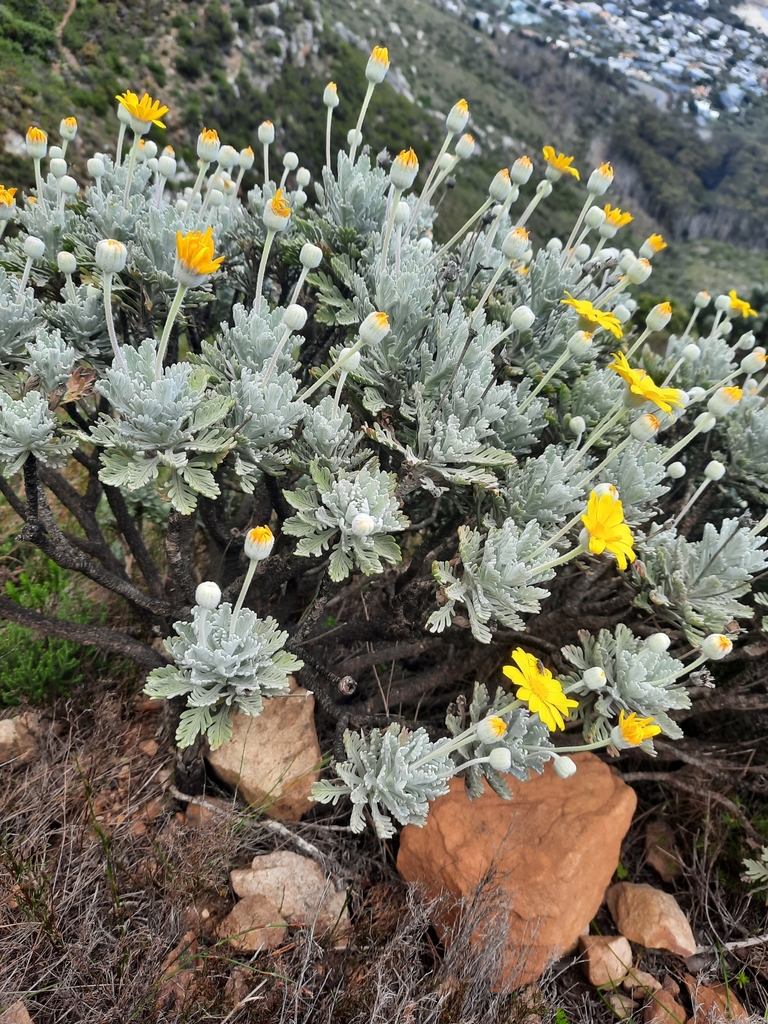 grey-leaved euryops