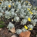 Euryops pectinatus - Photo (c) Vuyokazi Rubushe, algunos derechos reservados (CC BY-NC), subido por Vuyokazi Rubushe