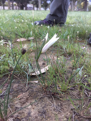 Gladiolus trichonemifolius