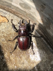Lucanus placidus