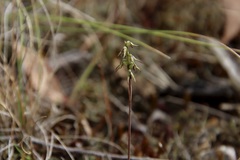 Genoplesium despectans