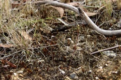 Genoplesium despectans