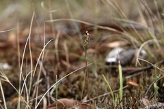 Genoplesium despectans