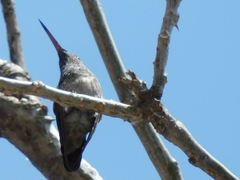 Cynanthus latirostris
