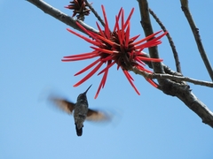 Cynanthus latirostris