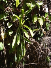 Aechmea novoae
