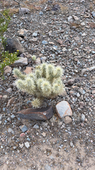 Cylindropuntia bigelovii