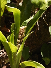 Aechmea novoae