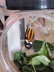 Mechanitis polymnia kayei