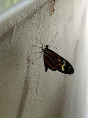 Mechanitis polymnia kayei