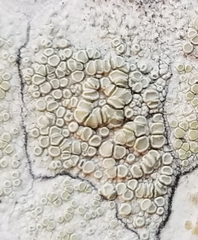 Lecanora albella