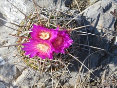 Echinofossulocactus lamellosus