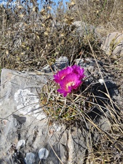 Echinofossulocactus lamellosus