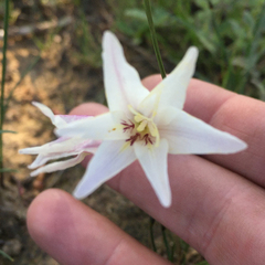 Gladiolus trichonemifolius