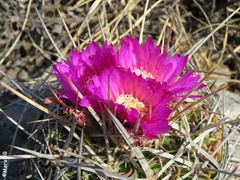 Echinofossulocactus lamellosus