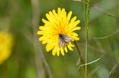 Heliolonche modicella