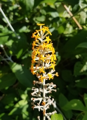Buddleja madagascariensis