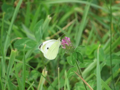 Pieris rapae