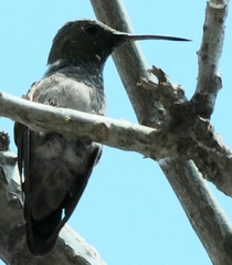 Cynanthus latirostris
