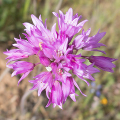 Allium serra