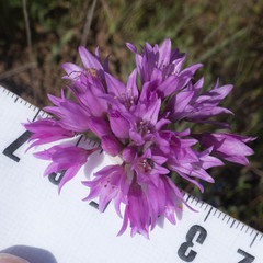 Allium serra