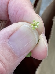 Dichondra carolinensis
