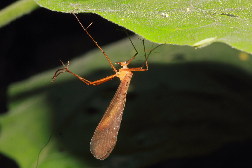 Bittacus texanus