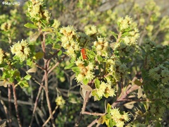 Disonycha stenosticha