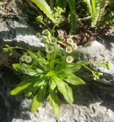 Erigeron darrellianus
