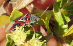 Anochrostomus formosus