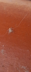 Noegus