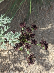 Lomatium mohavense