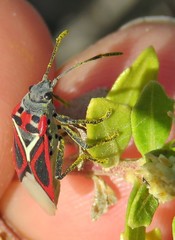 Anochrostomus formosus