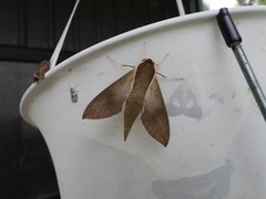 Theretra indistincta