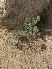 Lomatium mohavense