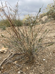 Stillingia linearifolia