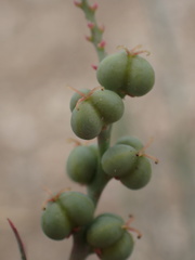 Stillingia linearifolia
