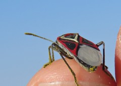 Anochrostomus formosus