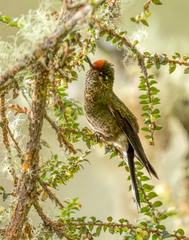 Chalcostigma herrani