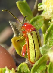 Disonycha stenosticha