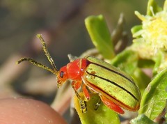 Disonycha stenosticha