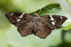 Celaenorrhinus similis