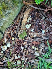 Psilocybe weraroa